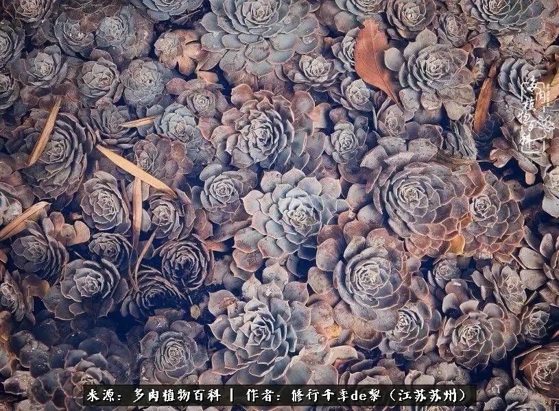 但是，今天我们要说的并不是日、月与卿，浮
