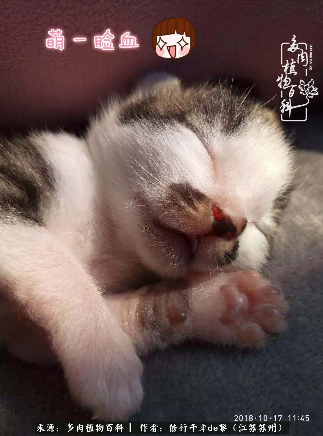 多肉暗冰贵吗_暗冰多肉怎么养_多肉暗冰怎么养
