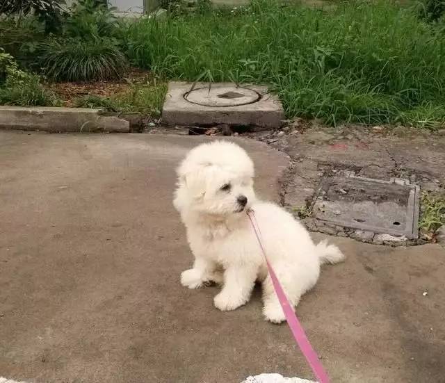 养狗养泰迪好吗_泰迪狗好不好养活_泰迪狗好养吗