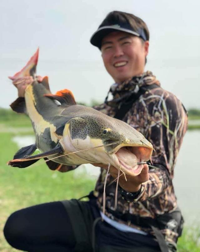 观赏招财猫鲶鱼鱼苗图片_招财猫鲶鱼_观赏鱼鲶鱼招财猫
