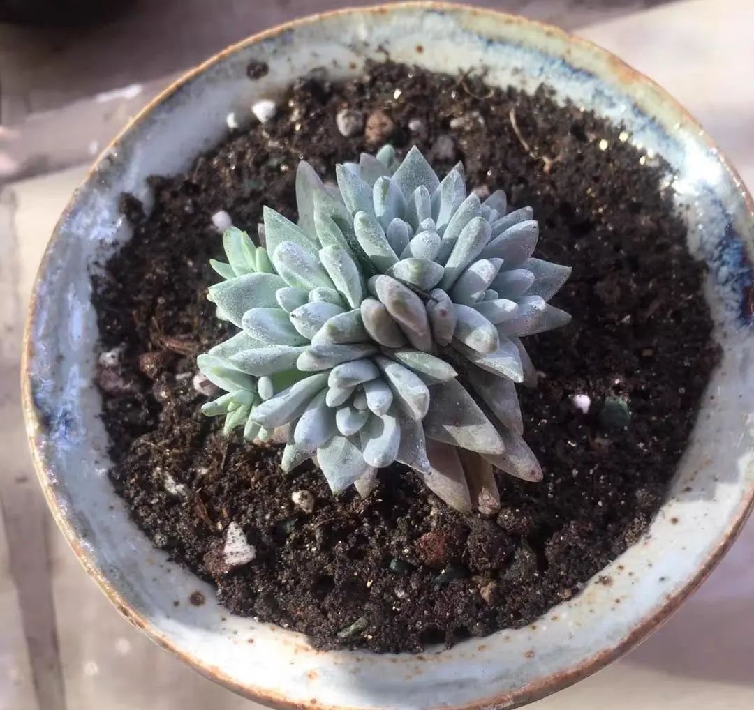 都说椰糠土好用，是真的吗？种花行，种多肉