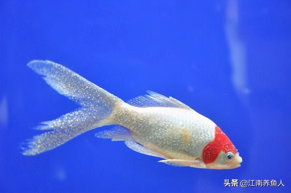 观赏常见疾病鱼有哪些_观赏鱼常见疾病_观赏常见疾病鱼类有哪些