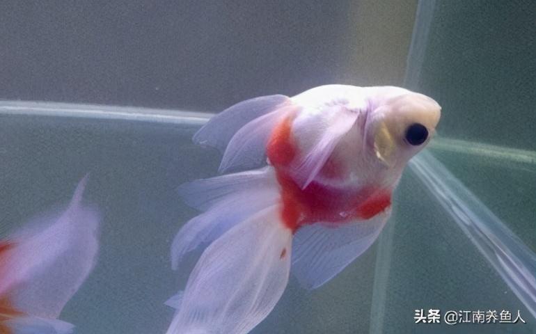 观赏常见疾病鱼类有哪些_观赏常见疾病鱼有哪些_观赏鱼常见疾病