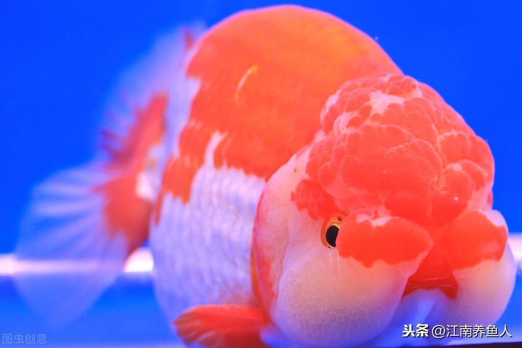 观赏常见疾病鱼类有哪些_观赏常见疾病鱼有哪些_观赏鱼常见疾病