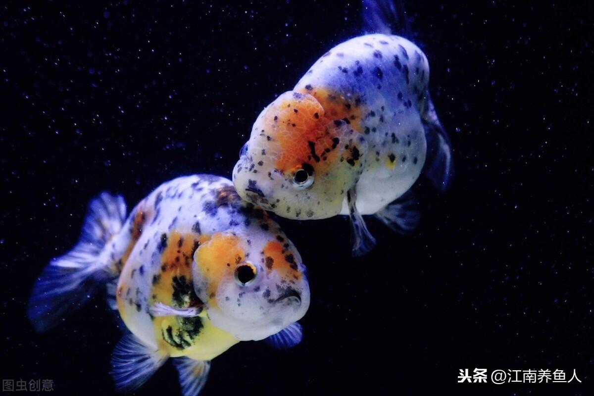 观赏鱼常见疾病_观赏常见疾病鱼类有哪些_观赏常见疾病鱼有哪些