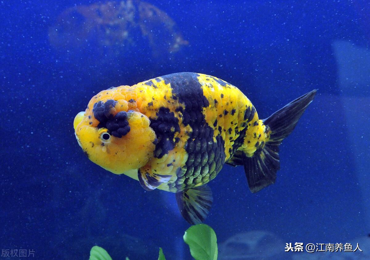 观赏常见疾病鱼有哪些_观赏常见疾病鱼类有哪些_观赏鱼常见疾病