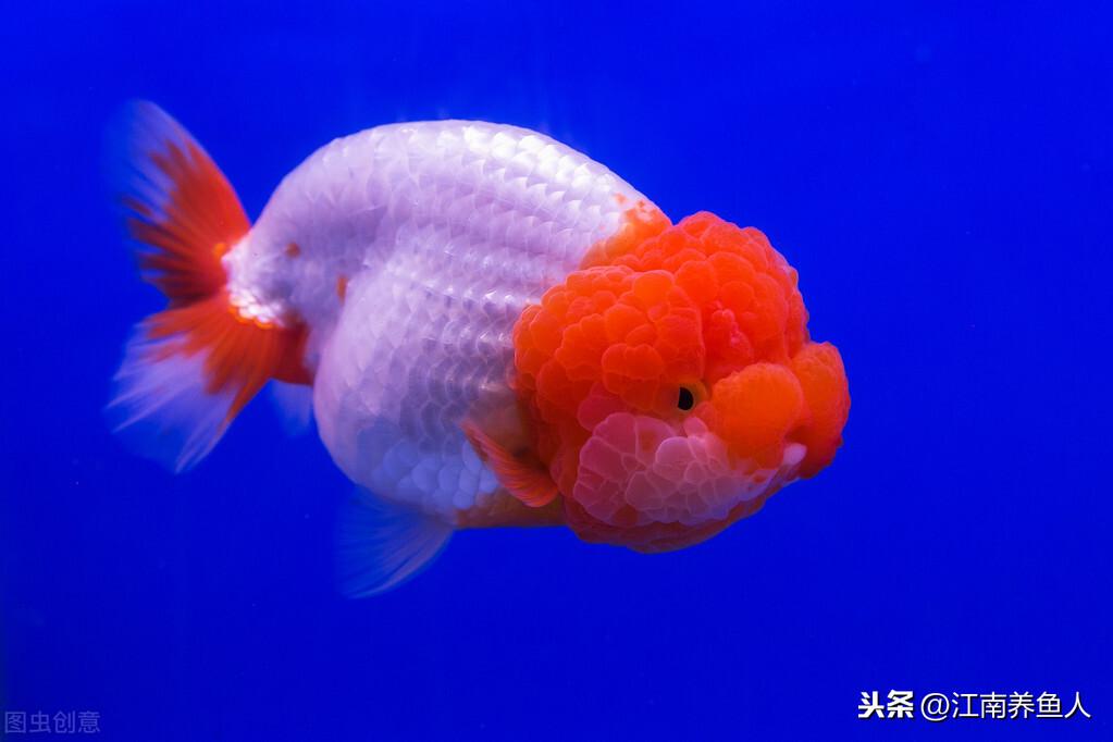 观赏鱼常见疾病_观赏常见疾病鱼有哪些_观赏常见疾病鱼类有哪些