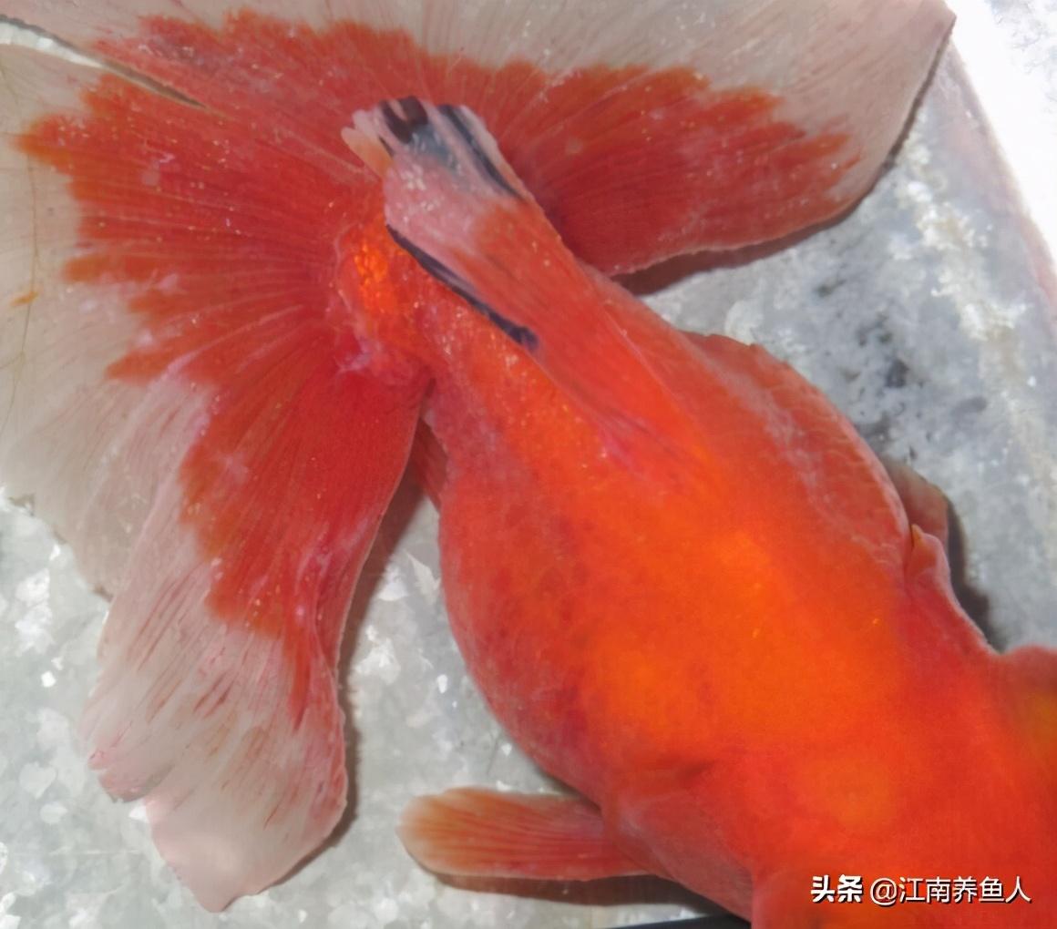 观赏常见疾病鱼有哪些_观赏鱼常见疾病_观赏常见疾病鱼类有哪些