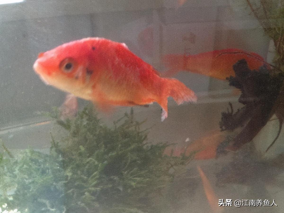 观赏常见疾病鱼有哪些_观赏鱼常见疾病_观赏常见疾病鱼类有哪些