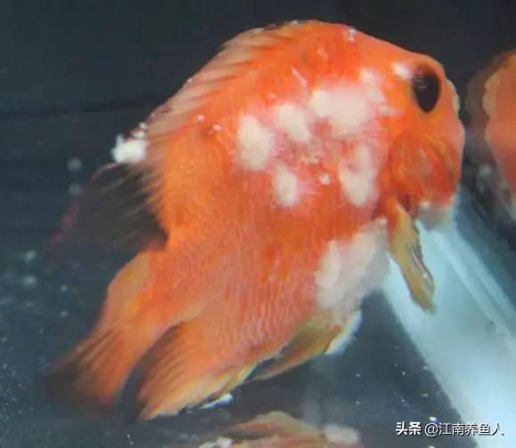 观赏常见疾病鱼有哪些_观赏鱼常见疾病_观赏常见疾病鱼类有哪些