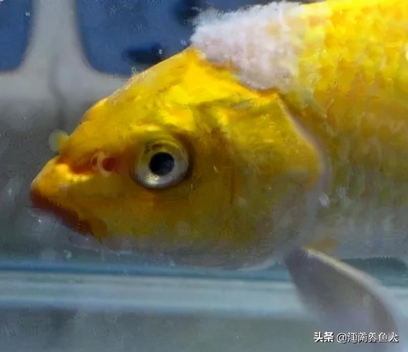 观赏鱼常见疾病_观赏常见疾病鱼类有哪些_观赏常见疾病鱼有哪些