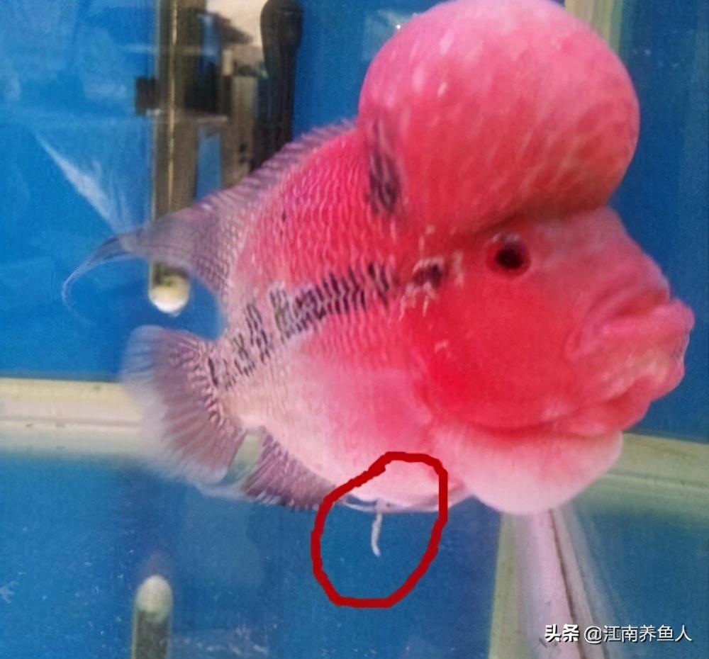 观赏鱼常见疾病_观赏常见疾病鱼类有哪些_观赏常见疾病鱼有哪些
