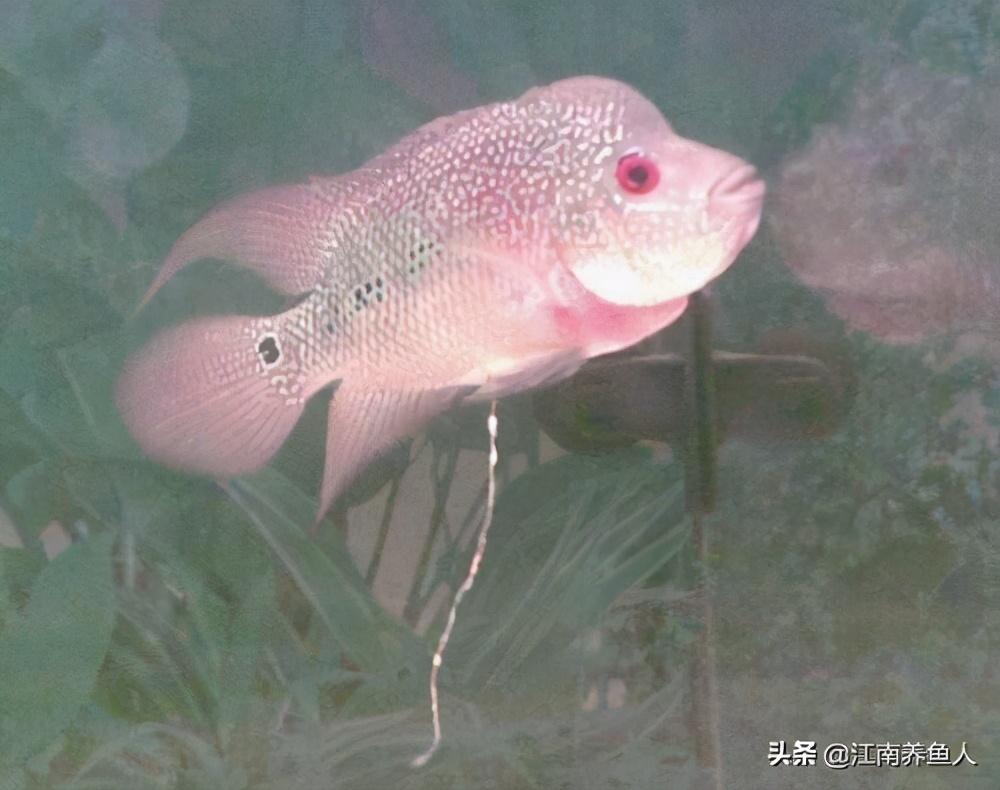 观赏常见疾病鱼类有哪些_观赏鱼常见疾病_观赏常见疾病鱼有哪些