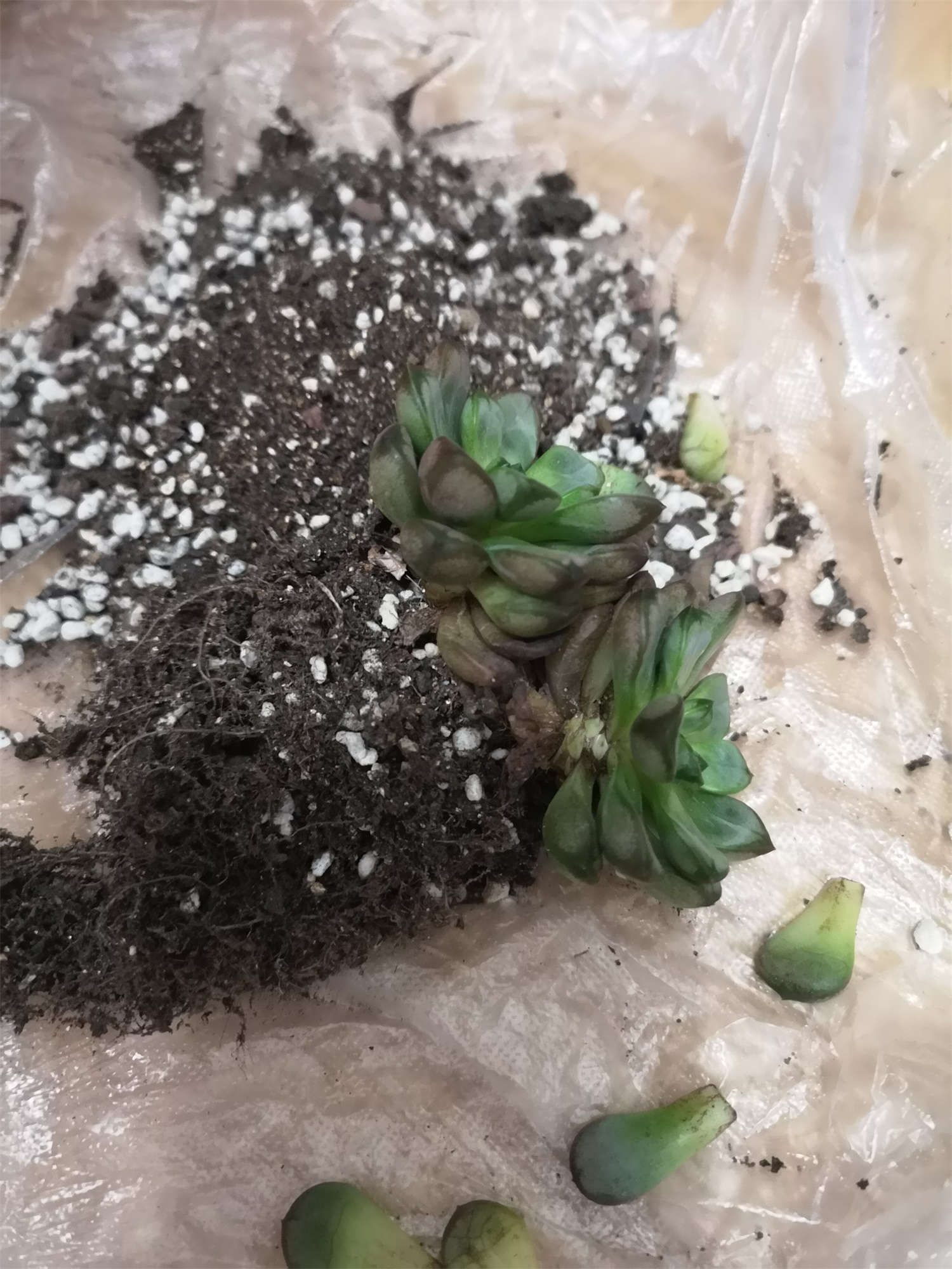 香味多肉_带香味儿的多肉_带香味的多肉有毒吗