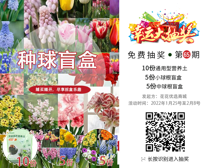 百合丽丽多肉植物怎么扦插_百合丽丽多肉_百合丽丽多肉繁殖方法