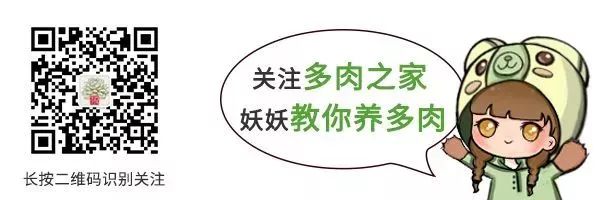 百合丽丽多肉_百合丽丽多肉繁殖方法_百合丽丽多肉植物怎么扦插