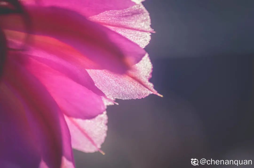 百合丽丽多肉_百合丽丽多肉繁殖方法_百合丽丽多肉植物怎么扦插