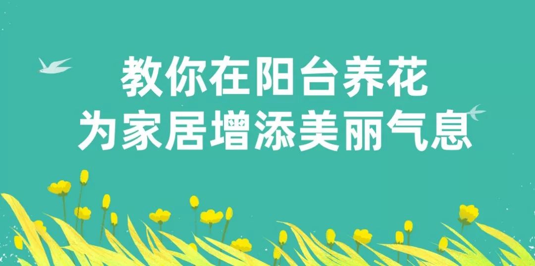 多肉熊童子，选个好花盆，配个透气土，3个月蹿成熊森林