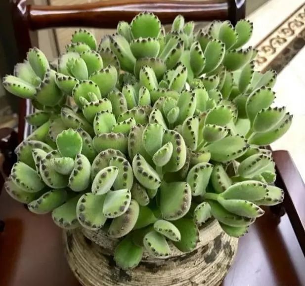 多肉植物多大花盆合适_多大花盆多肉好看_多肉花盆多大好