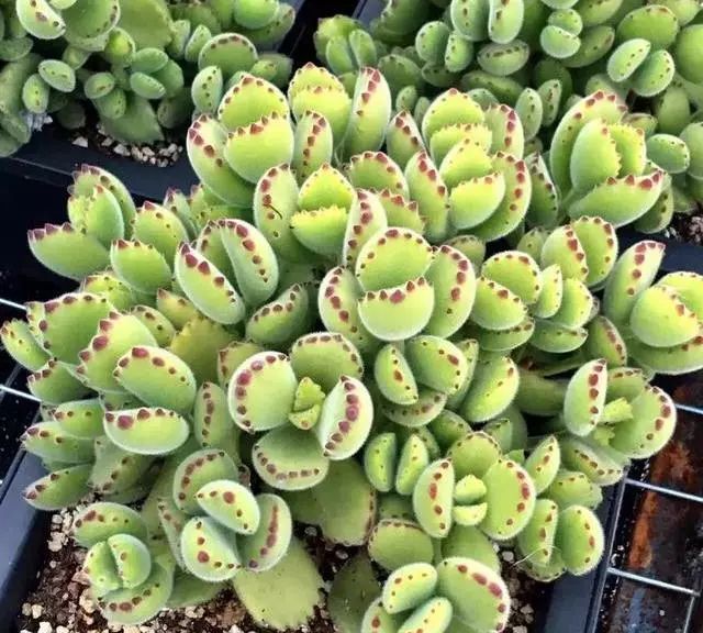 多肉植物多大花盆合适_多大花盆多肉好看_多肉花盆多大好