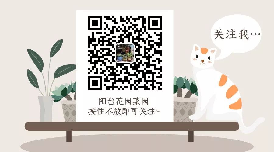 多大花盆多肉好看_多肉花盆多大好_多肉植物多大花盆合适
