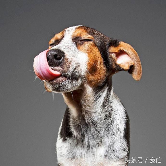 狗狗湿鼻子正常是什么样子_狗狗鼻子湿是正常的吗_狗狗湿鼻子正常是什么颜色