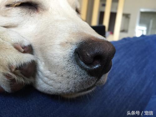 狗狗湿鼻子正常是什么样子_狗狗鼻子湿是正常的吗_狗狗湿鼻子正常是什么颜色