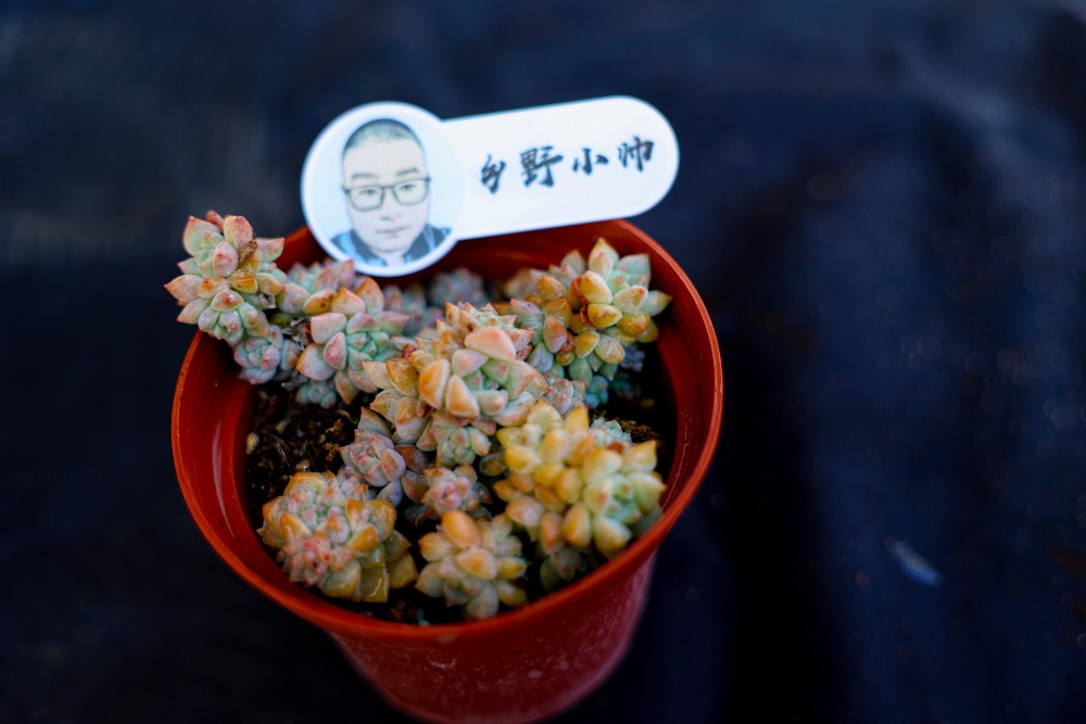 冬天养多肉怎么浇水，几种情况下不要浇水，爱多肉的你注意了