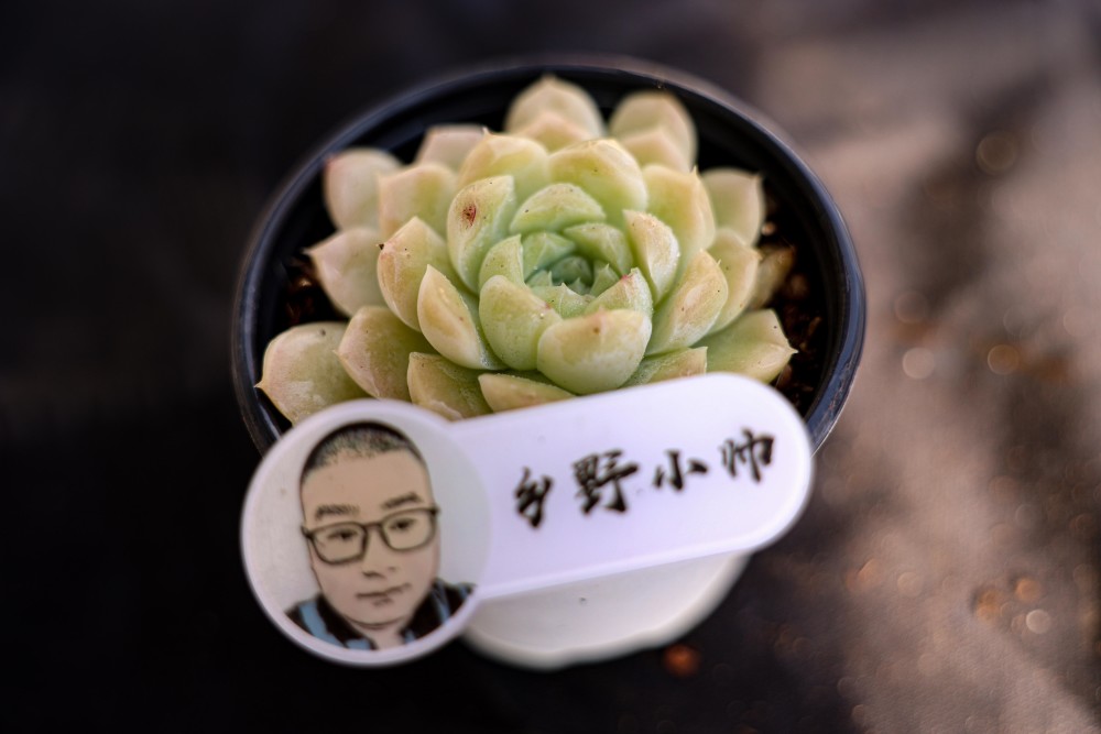 浇水多肉植物有哪些_浇水多肉好美_的多肉浇水