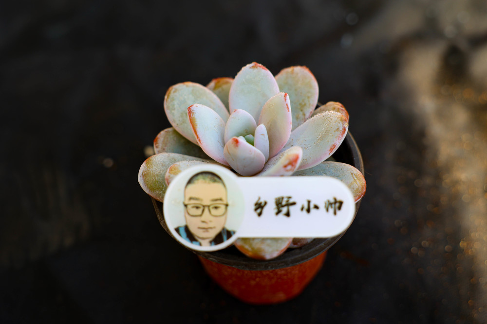 的多肉浇水_浇水多肉好美_浇水多肉植物有哪些