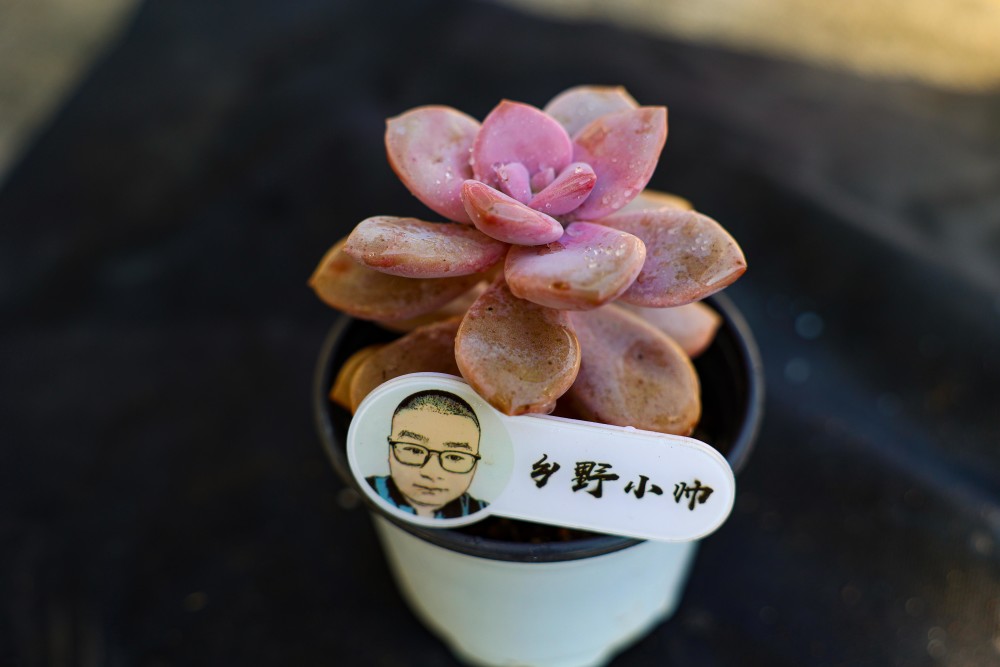 的多肉浇水_浇水多肉植物有哪些_浇水多肉好美