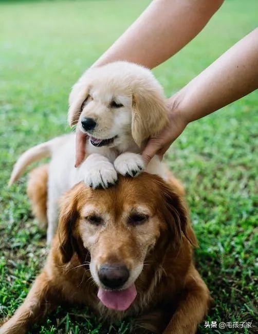 茶杯狗狗是什么品种_茶杯犬价格_狗茶杯犬