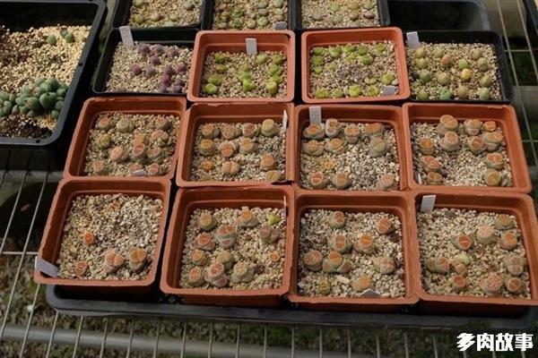 颗粒多肉开花怎么回事_多肉 颗粒_颗粒多肉土
