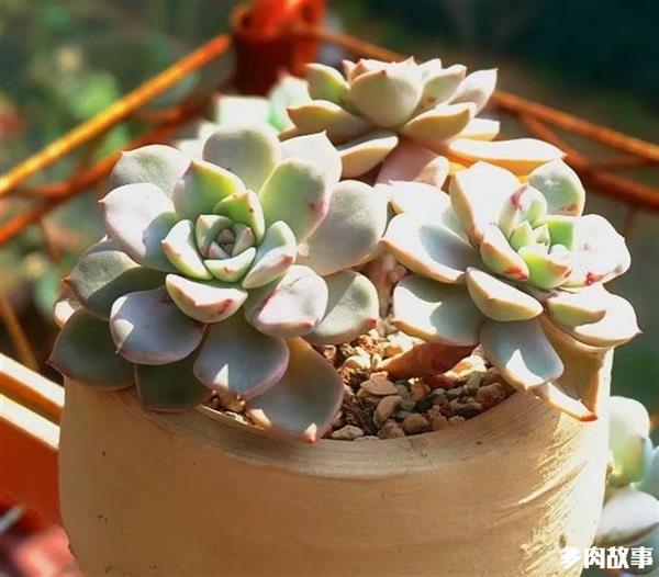 颗粒多肉开花怎么回事_多肉 颗粒_颗粒多肉土