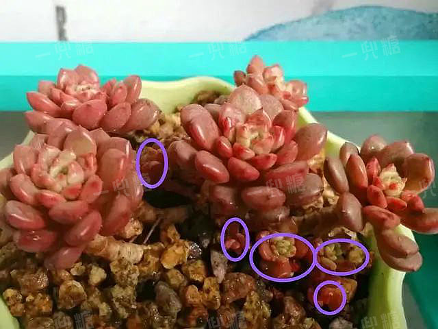 喜欢多头肉肉，养这5种试试，爱爆头易分枝，一年长满盆