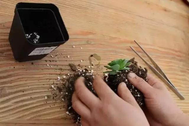 多肉专用盆_多肉盆具_多肉专用花盆