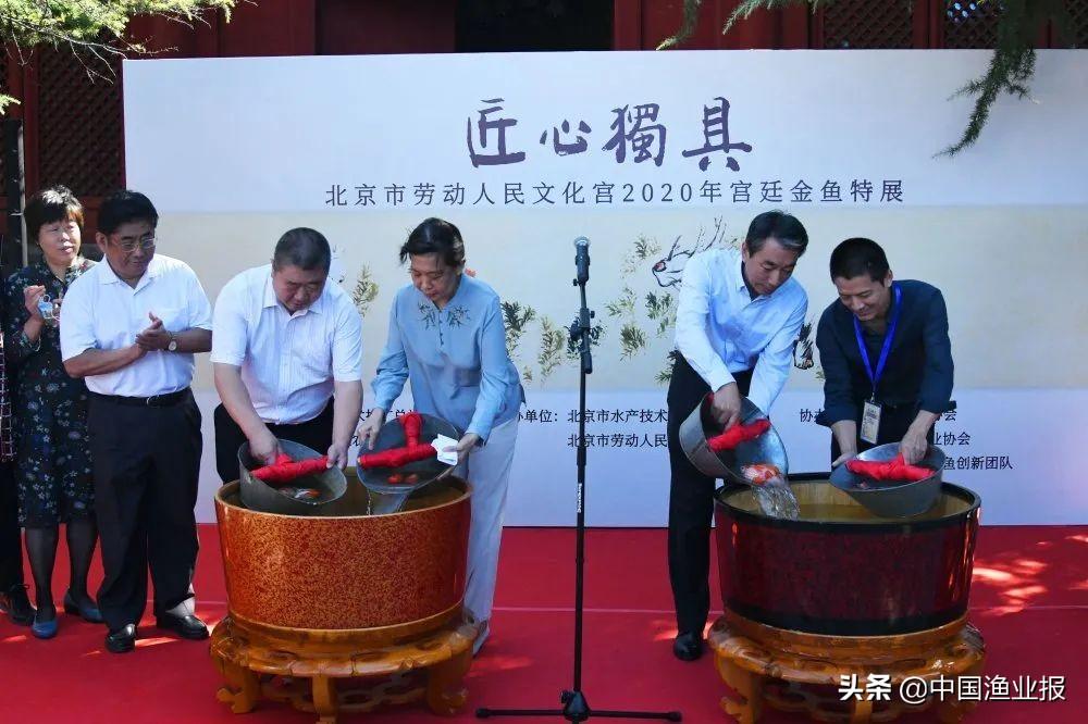 观赏鱼医院_观赏鱼场_观赏鱼诊所
