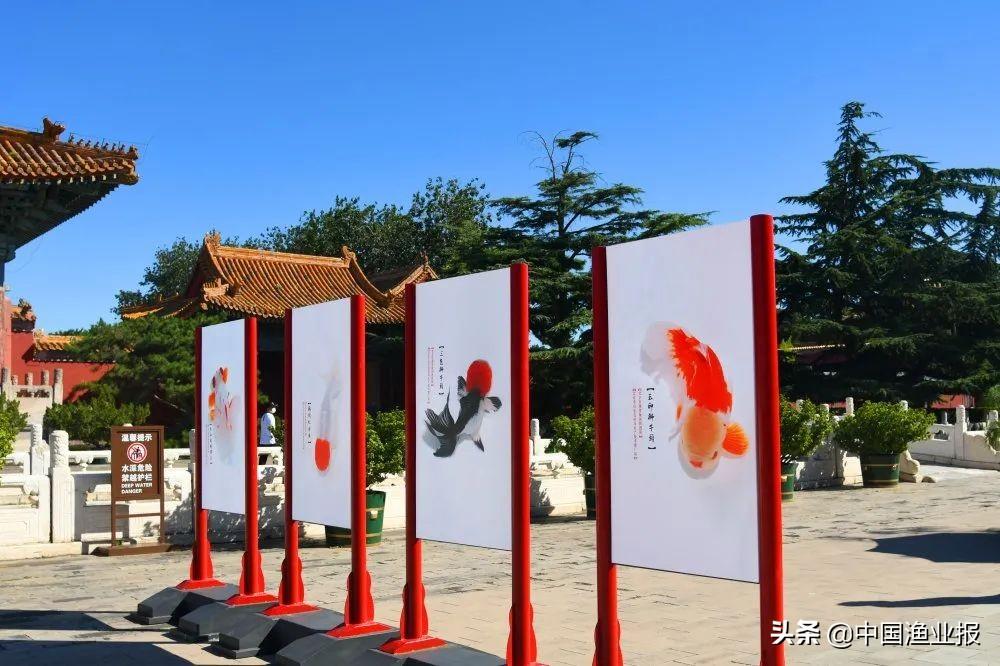 观赏鱼场_观赏鱼诊所_观赏鱼医院