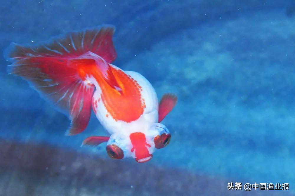 观赏鱼场_观赏鱼诊所_观赏鱼医院