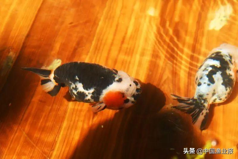 观赏鱼诊所_观赏鱼场_观赏鱼医院