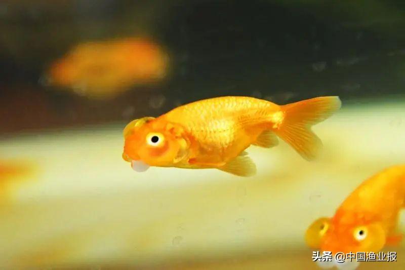 观赏鱼医院_观赏鱼场_观赏鱼诊所