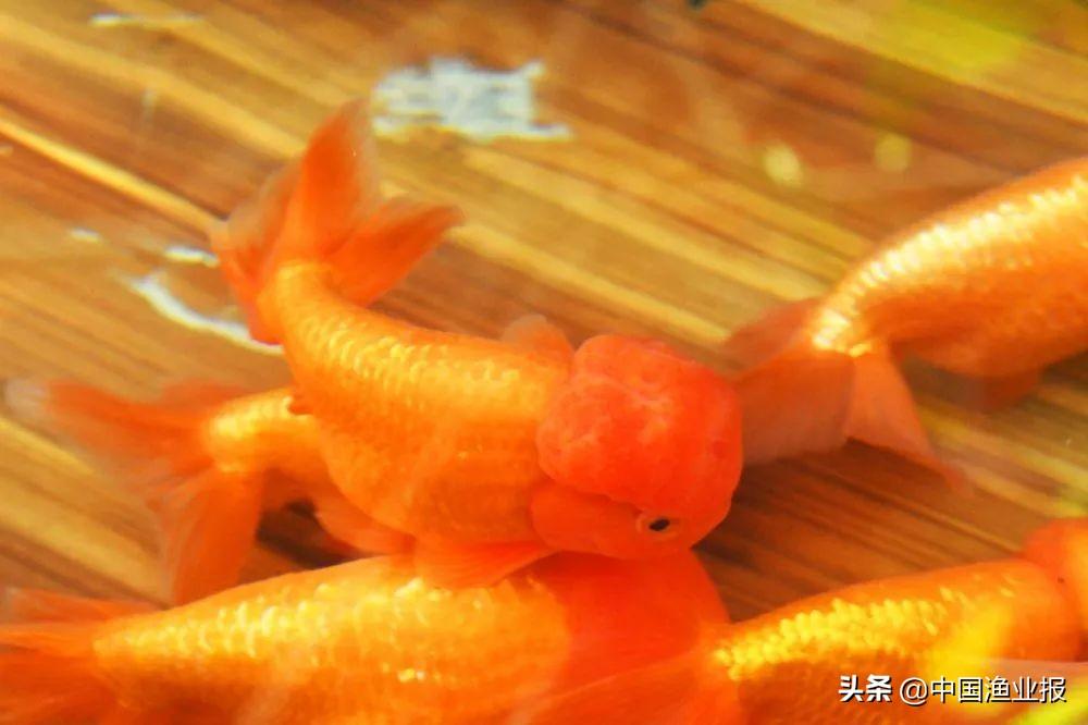 观赏鱼诊所_观赏鱼医院_观赏鱼场