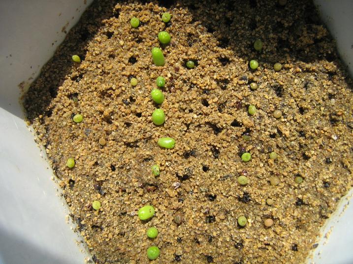 各种多肉植物_种类植物多肉有哪些_多肉植物的种类