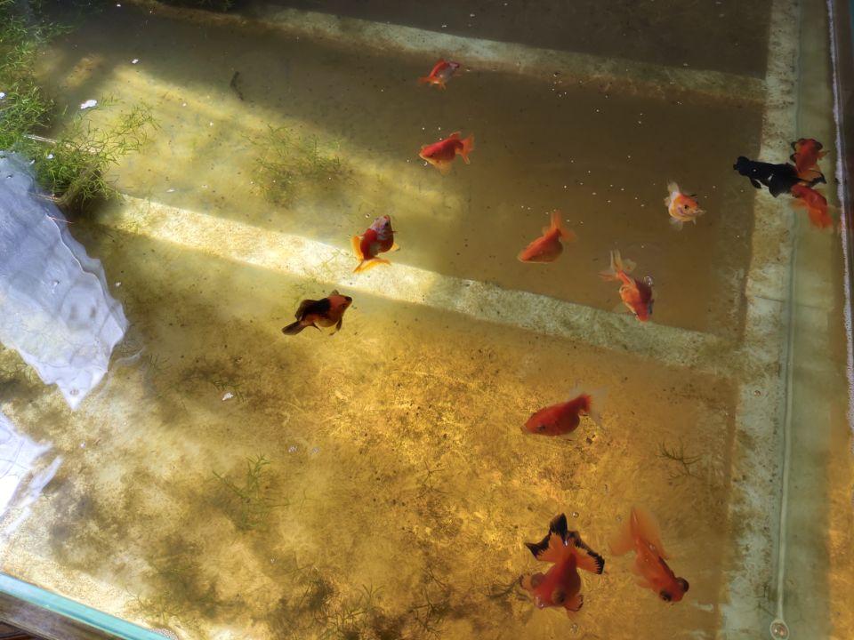 观赏鱼开缸养水方法_养观赏鱼养水怎么养_观赏鱼缸怎么养水
