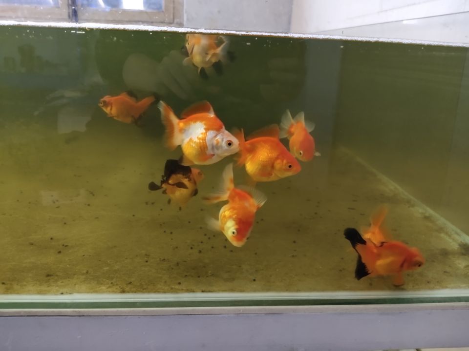 观赏鱼开缸养水方法_养观赏鱼养水怎么养_观赏鱼缸怎么养水