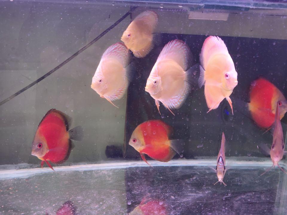 养观赏鱼养水怎么养_观赏鱼开缸养水方法_观赏鱼缸怎么养水