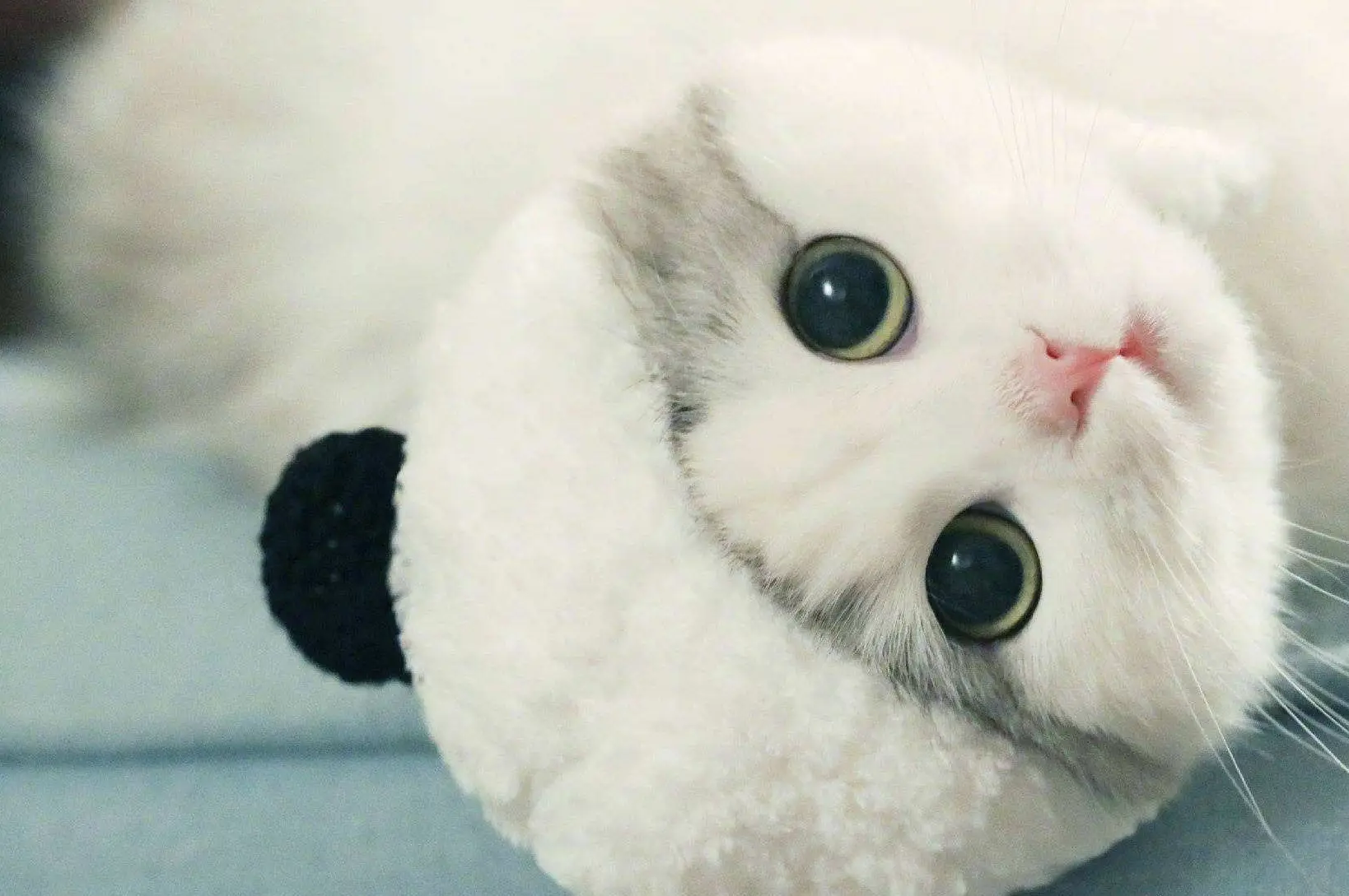 猫好养狗好_养猫好打理还是养狗好打理_猫和狗养哪个比较省事还干净
