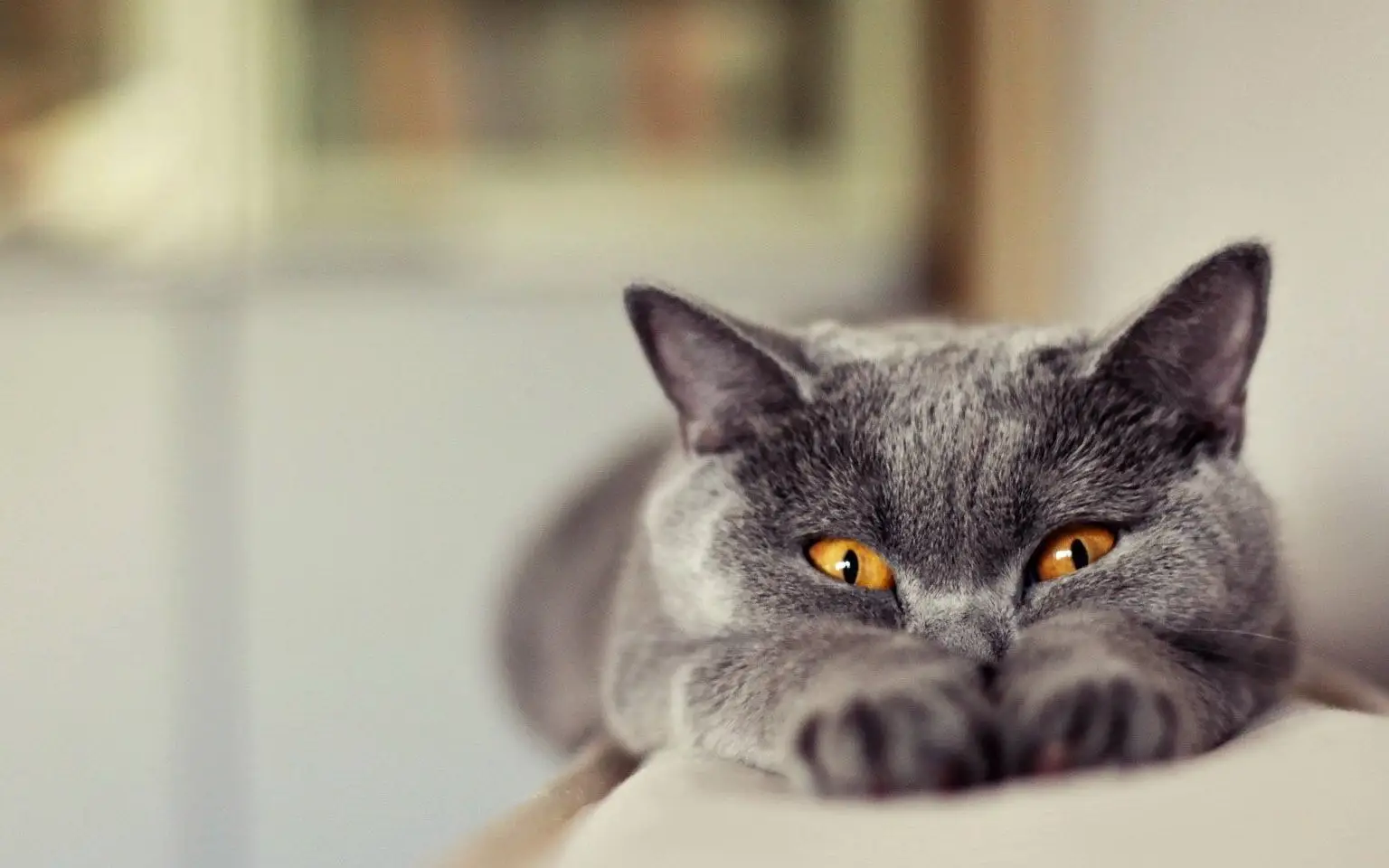 猫好养狗好_猫和狗养哪个比较省事还干净_养猫好打理还是养狗好打理
