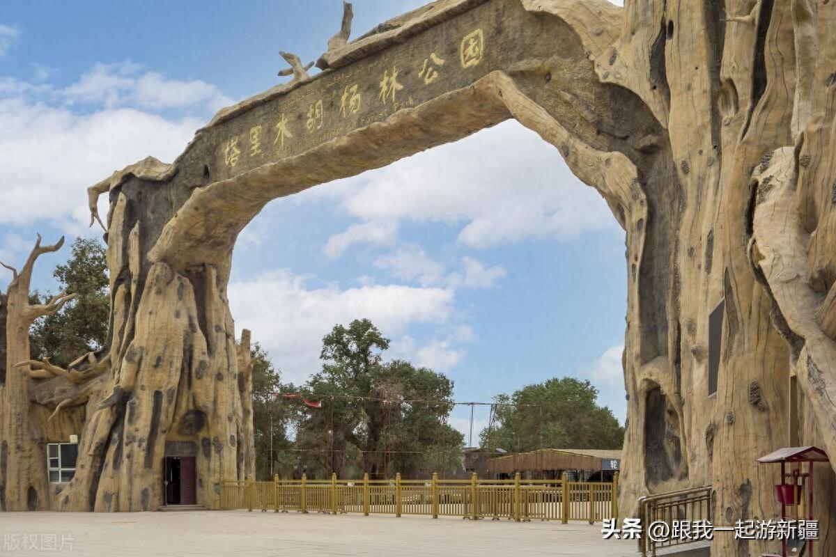 一年只美一次的胡杨，塔里木胡杨林公园游玩攻略来啦！