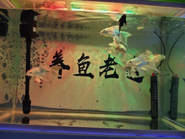 养锦鲤能造景吗_缸养锦鲤会长大吗_能与锦鲤一起养的观赏鱼